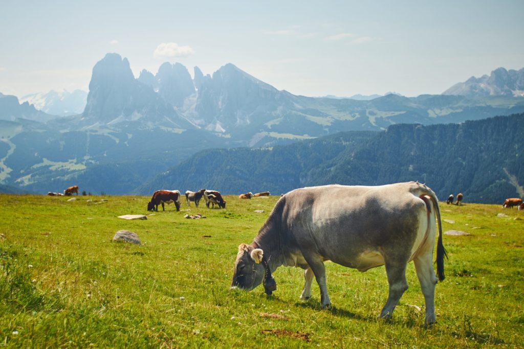 the-life-of-cows-in-patagonia-better-than-you-ever-thought